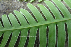 Pteris biaurita subsp. walkeriana